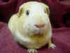 guinea pig adopted - Mocha1.jpg (25828 bytes)