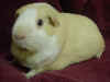 guinea pig adopted - Mocha2.jpg (25880 bytes)