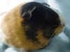 guinea pig adopted - Tilly1.jpg (15310 bytes)