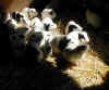 Beautiful copyrighted photo of some of the Monterey guinea pigs  -  sunlight.jpg (34183 bytes)