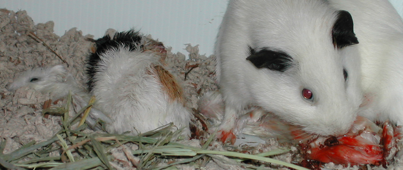 how do guinea pigs have babies