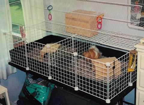 divided guinea pig cage